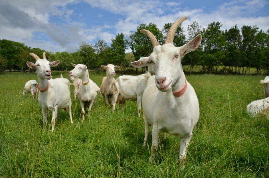 Chevrerie de Blancey