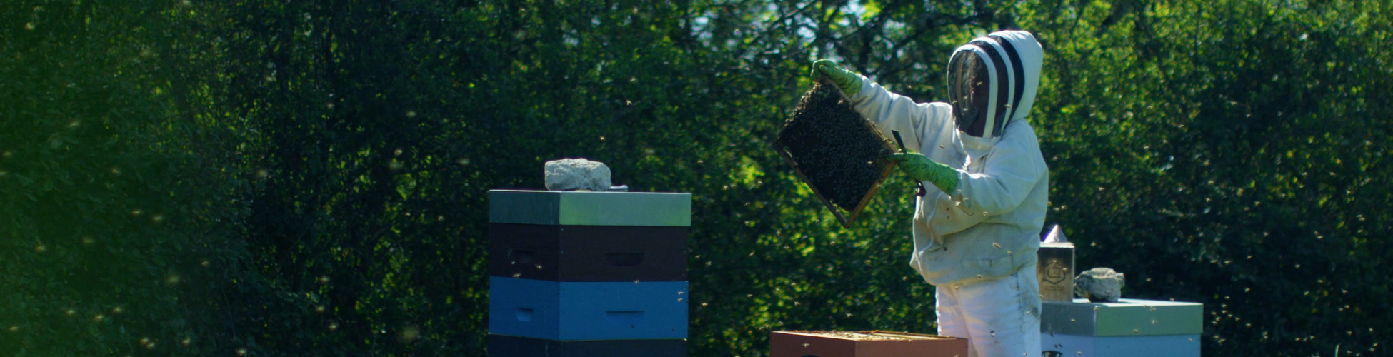 Abeilles et Papillons