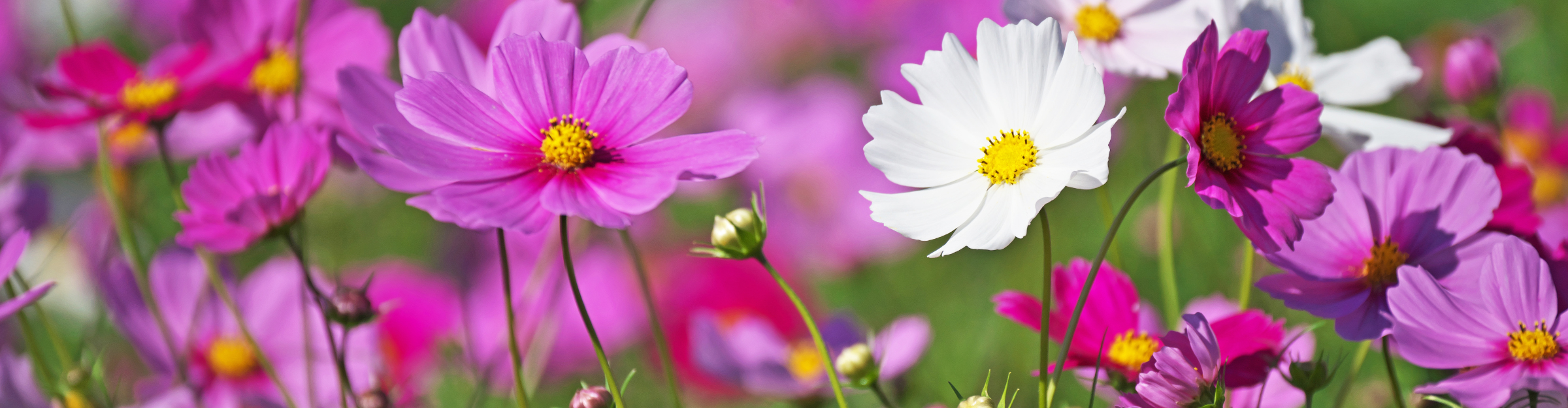 Floralice ferme florale 