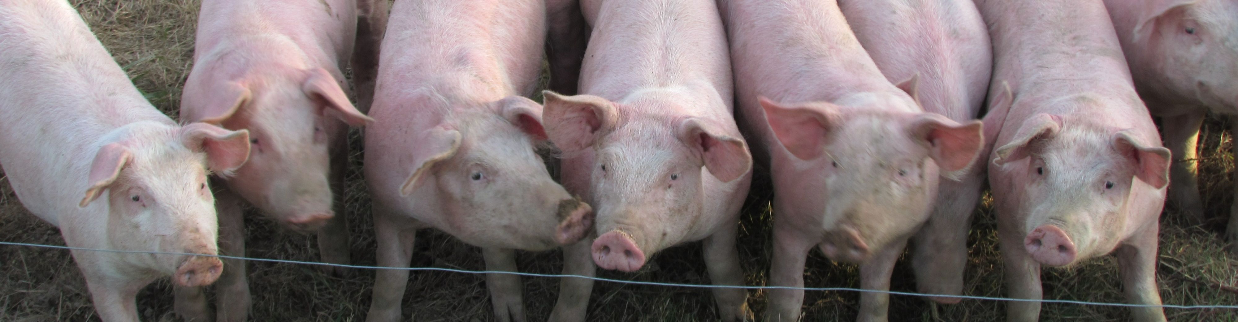 Ferme de Ribièras
