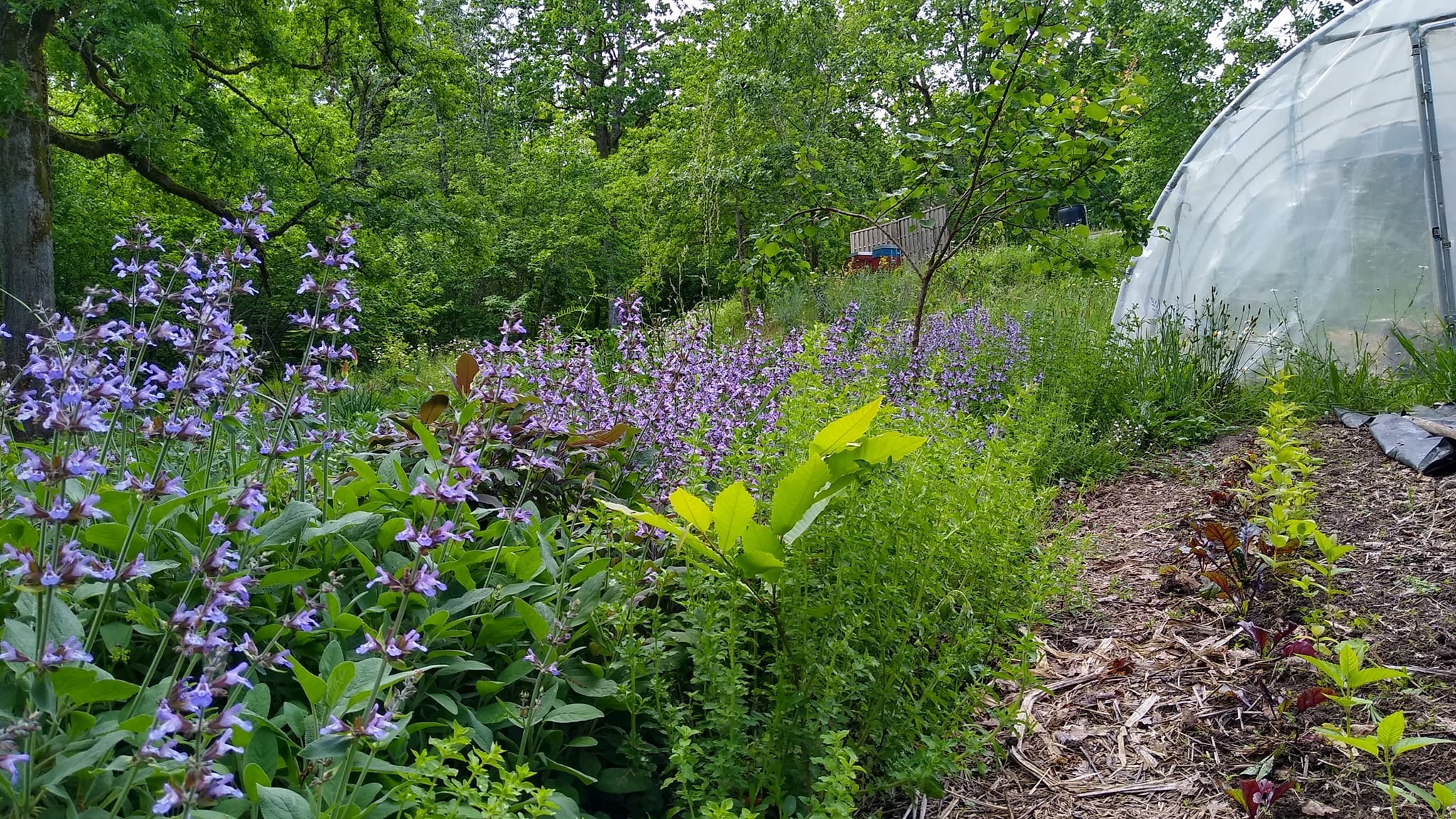 Le jardin forêt de Cléophée