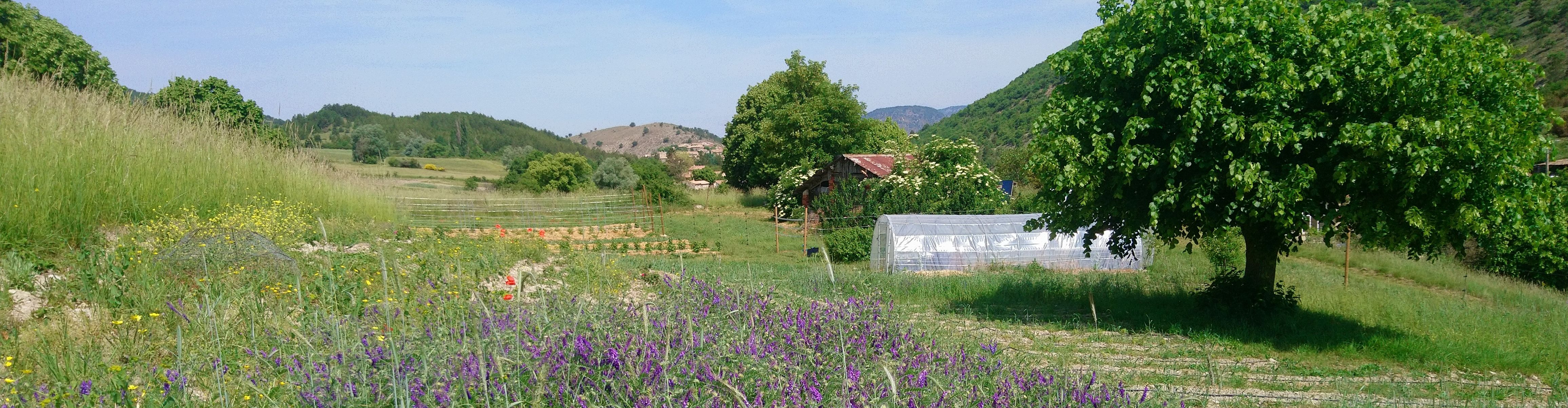 Graine d'Hirondelle