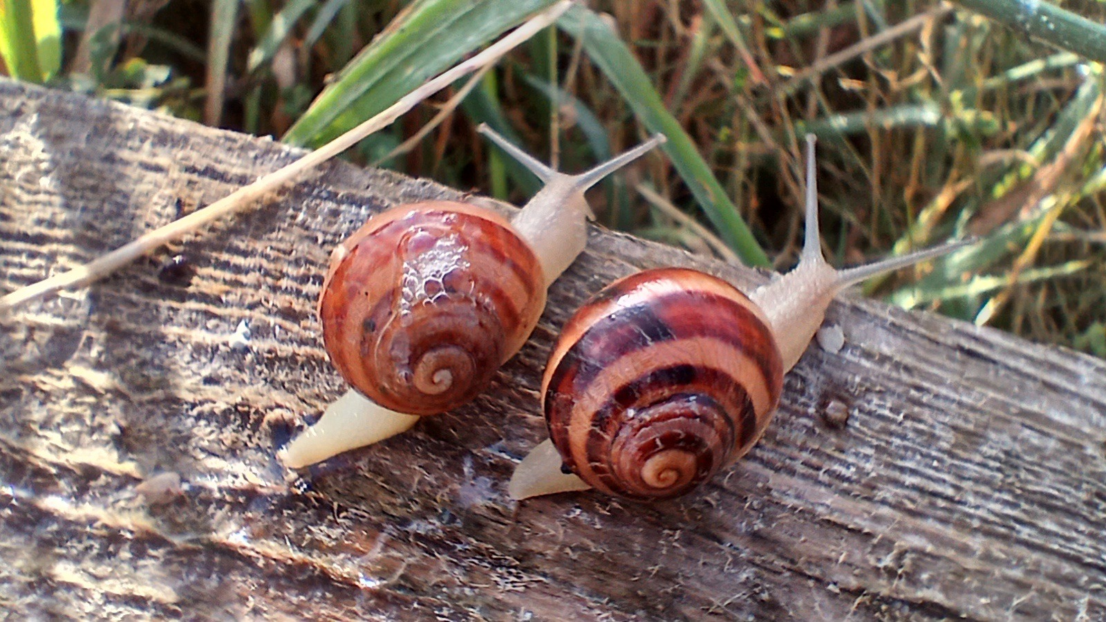 le maligorn gourmand