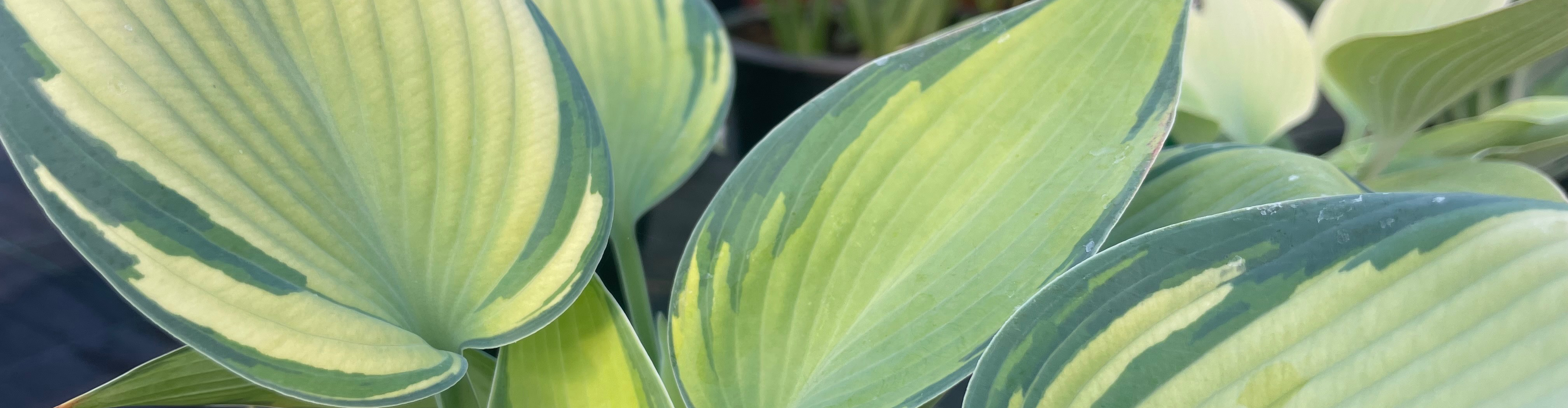 Les Jardins de la Tour