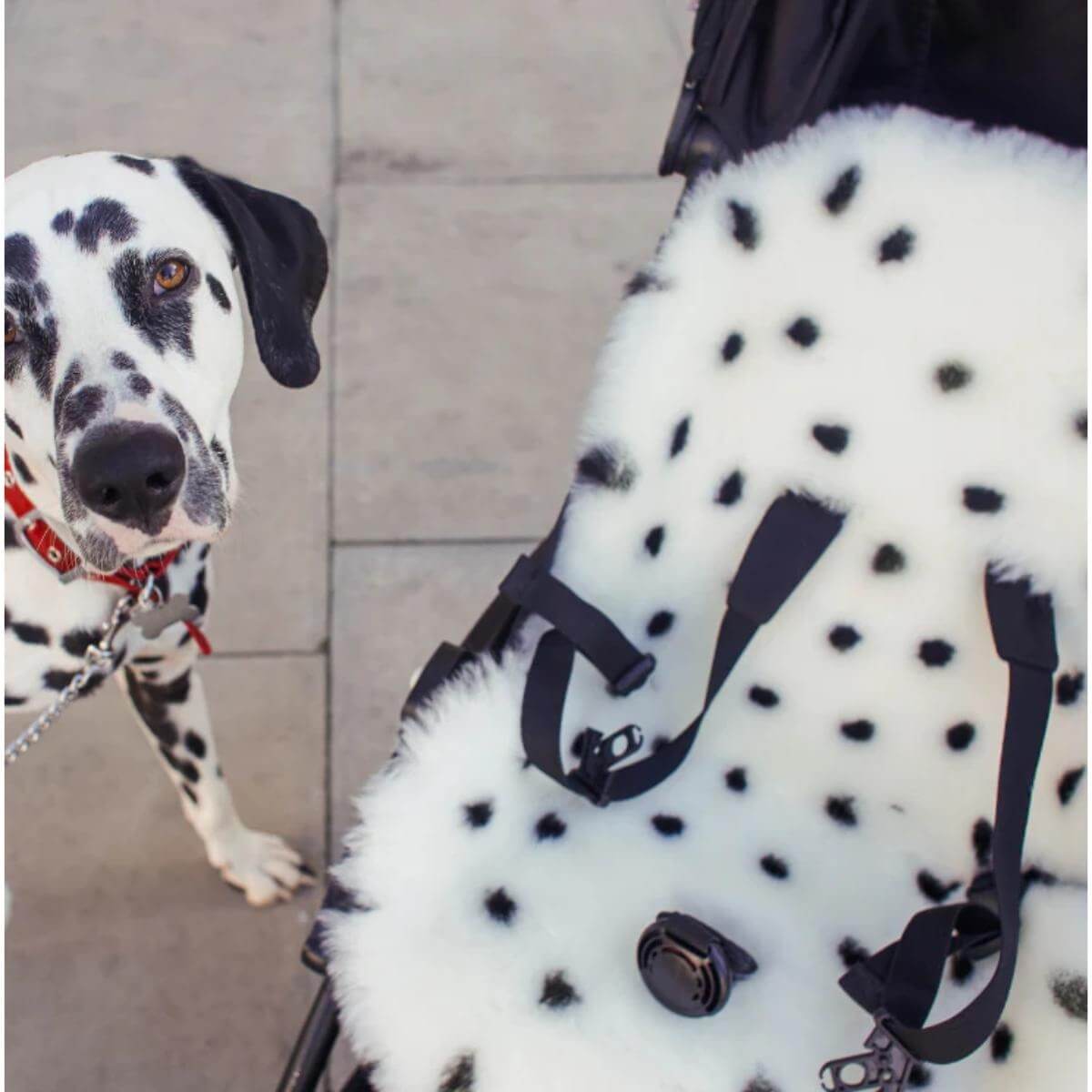 Doudou en peau de mouton - Harnais fixe Binibamba dalmation