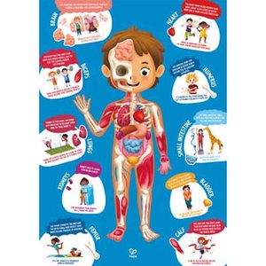 Puzzle 60pzas HUMAN BODY Hape