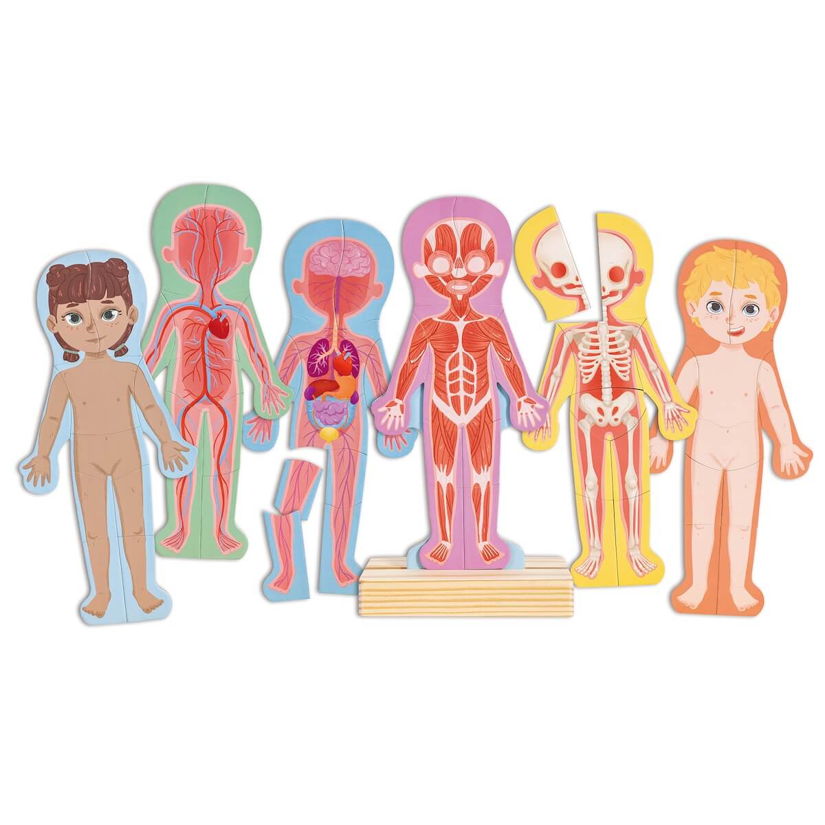 Puzzle magnético HUMAN BODY Hape
