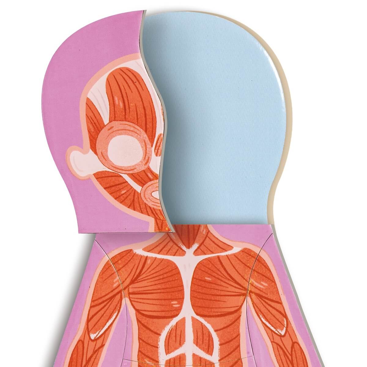 Puzzle magnético HUMAN BODY Hape