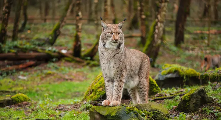 Lynx