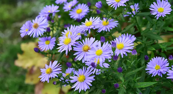 Aster des Pyrénées