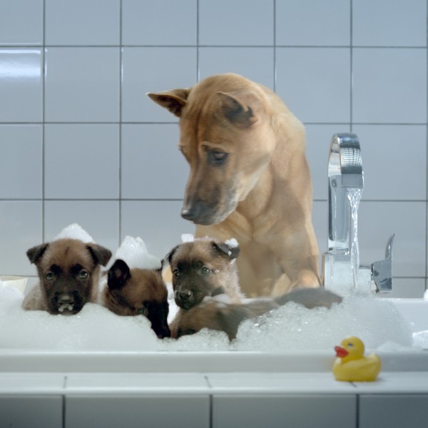 Kito-Electrabel puppies