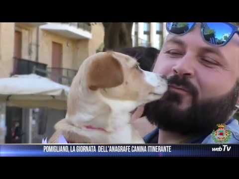 Come registrare cane anagrafe canina