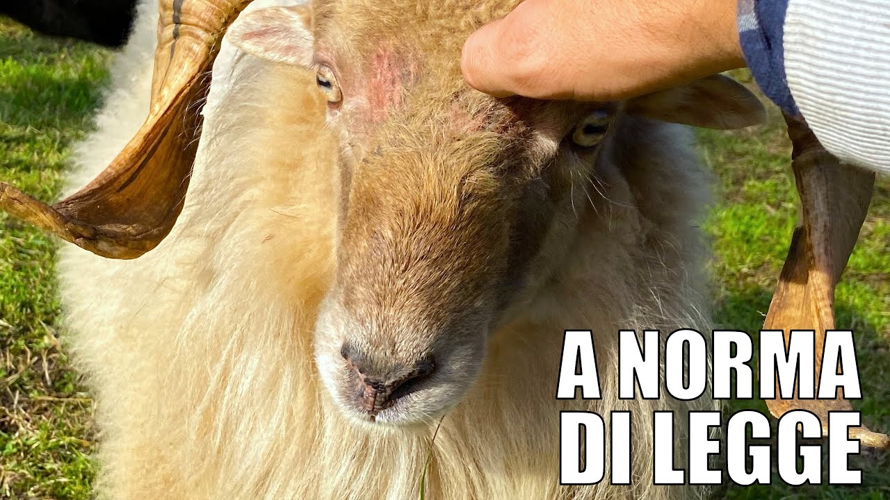 Registrare cane asl