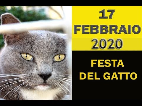 Registrare gatto anagrafe