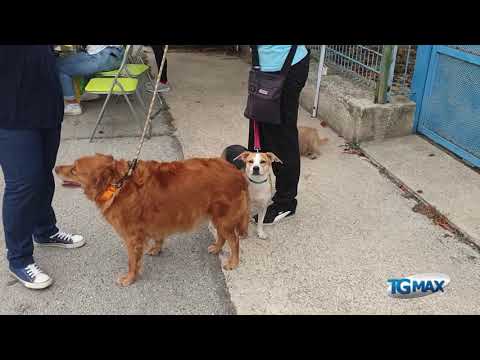 Registrare cane anagrafe