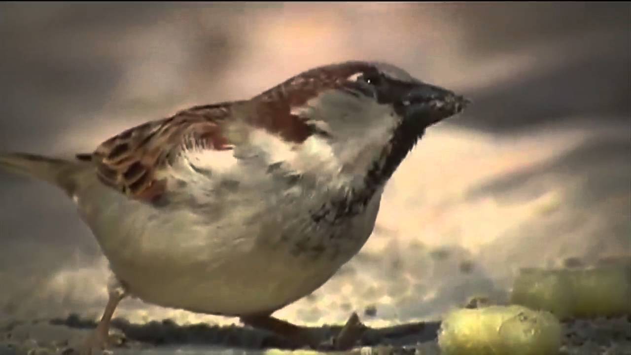 ¿Que anuncian los gorriones?