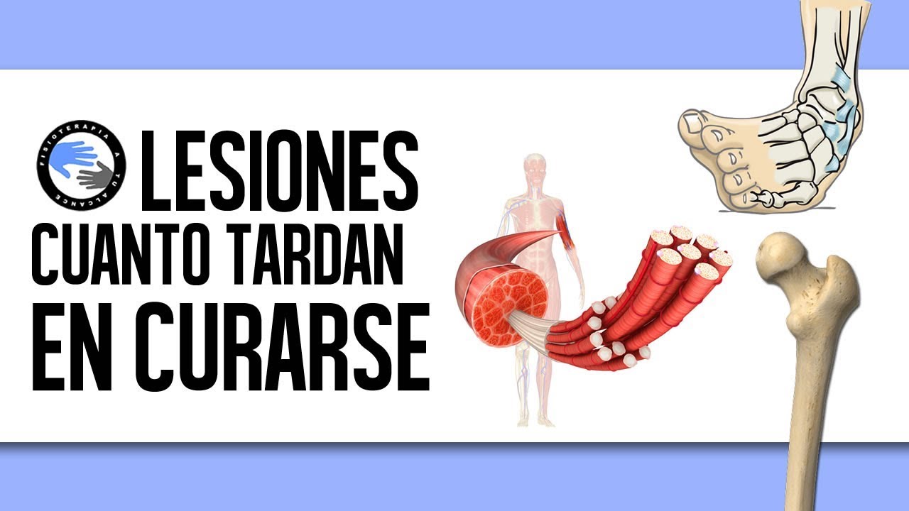¿Cuánto tiempo tarda en curar una rotura de fibras?