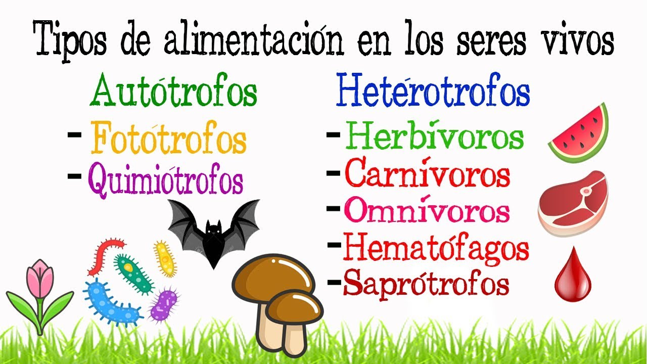 ¿Cómo es el proceso de nutrición en los seres vivos?