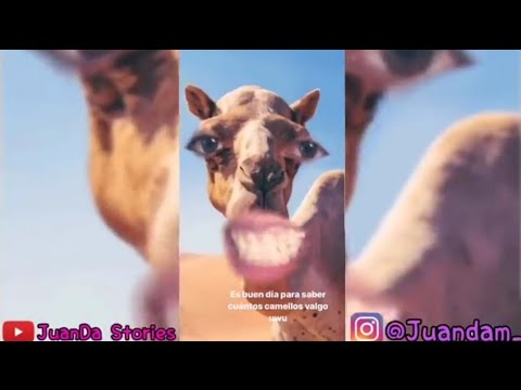 ¿Cuántos camellos por una mujer?