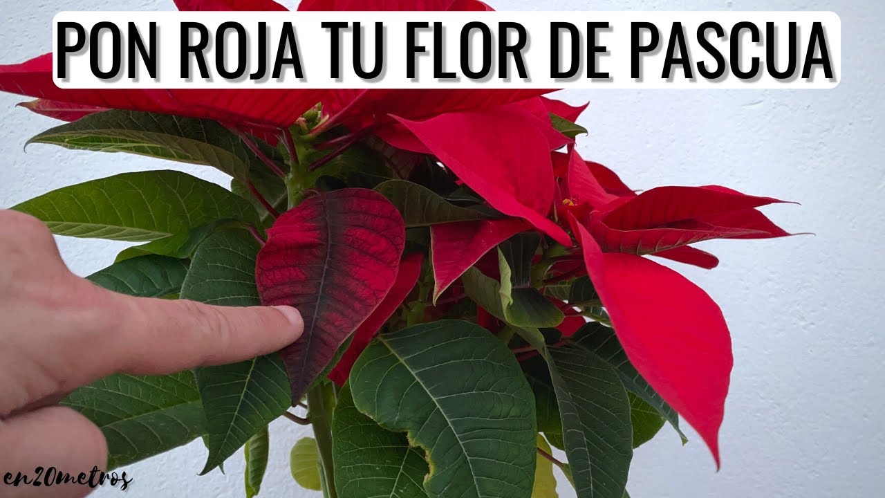 ¿Cómo se llama la flor que es roja?