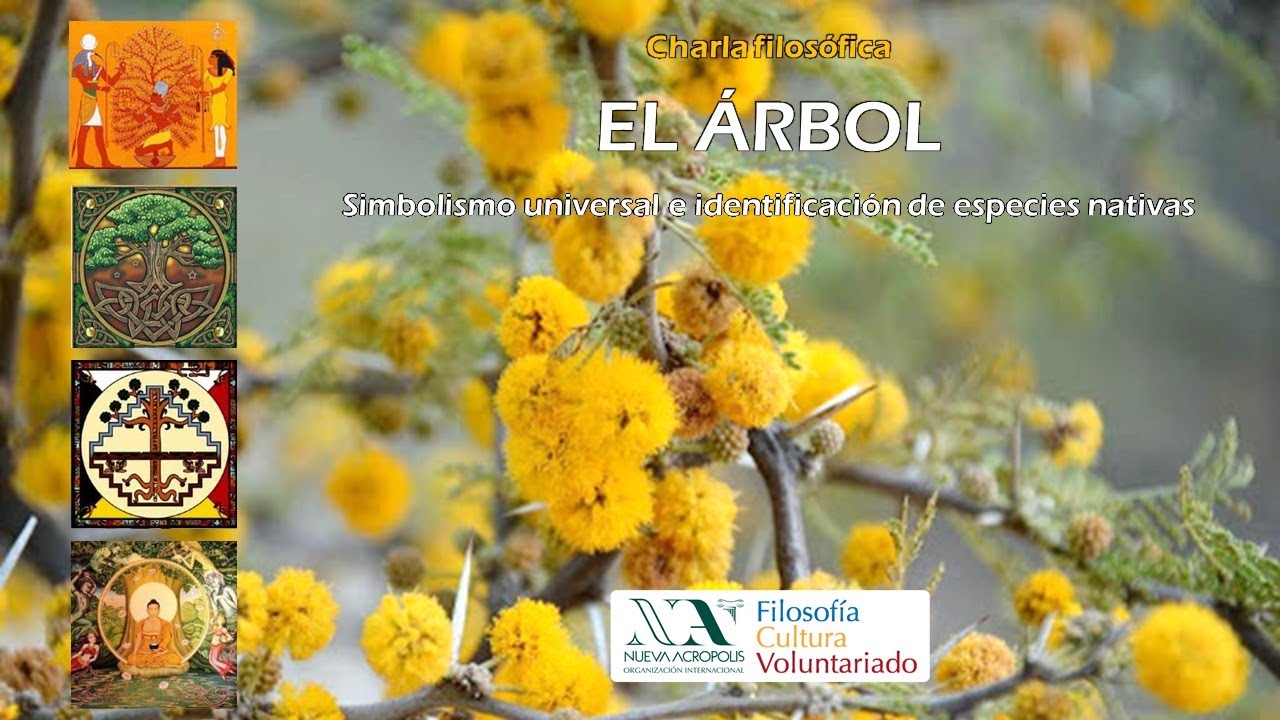 ¿Qué es un árbol en filosofia?