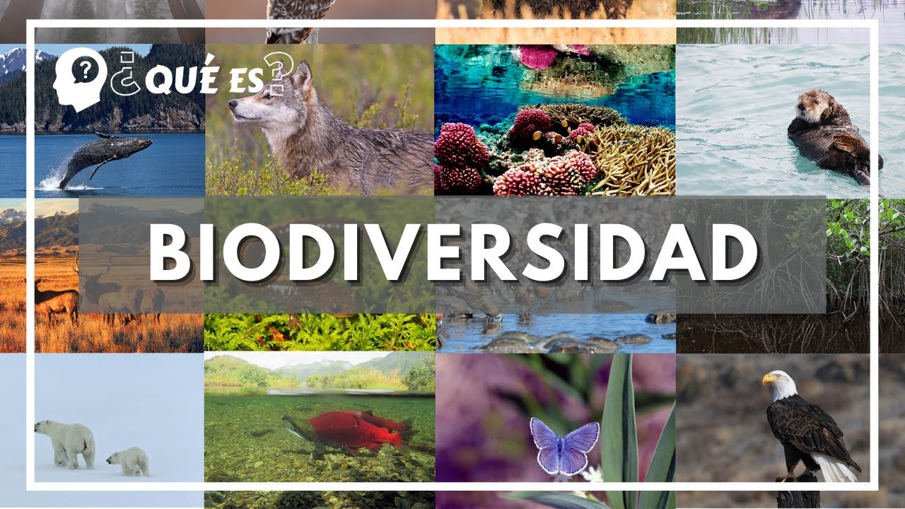 ¿Qué es cultura ecologica diccionario?