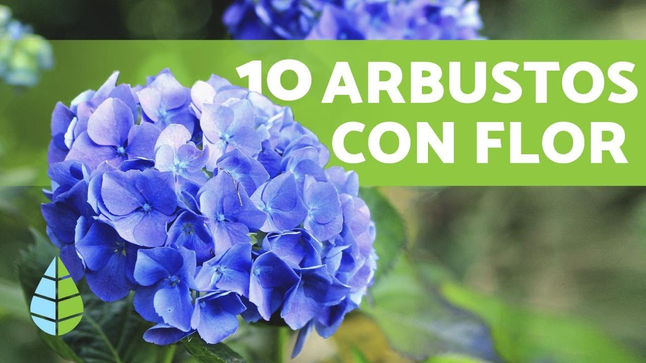 ¿Cómo se llama la flor que tiene muchos pétalos?
