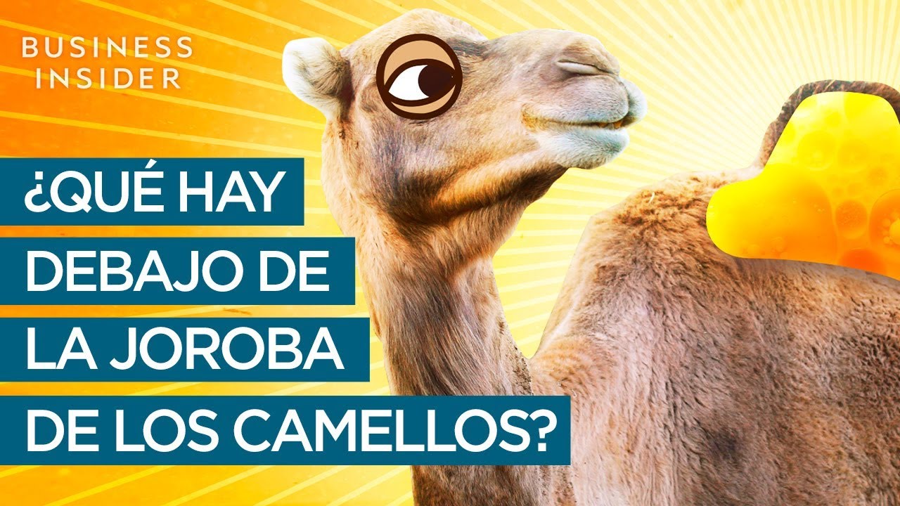 ¿Que tiene la joroba de los camellos?