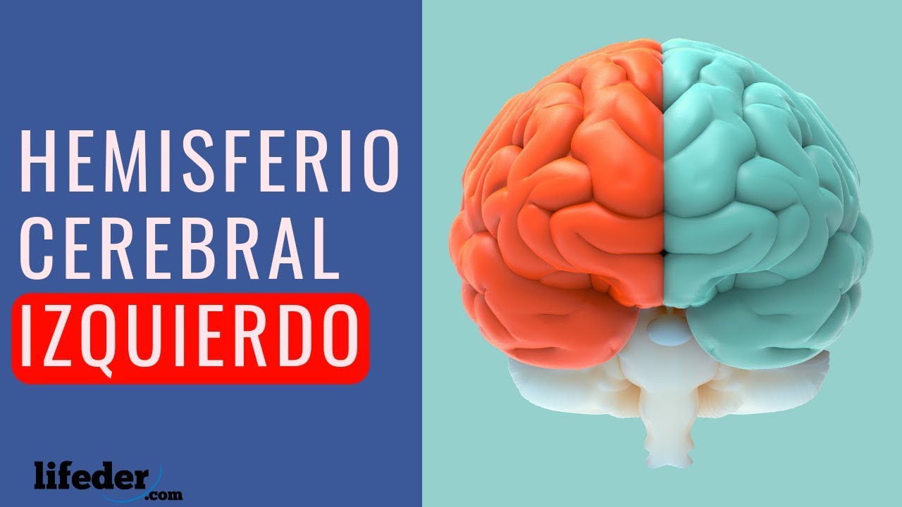¿Qué función tiene el lado izquierdo del cerebro?