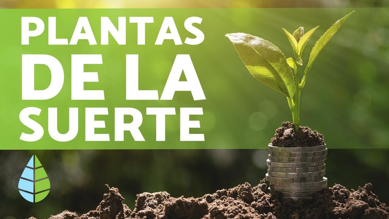¿Cuál es la flor de la buena suerte?