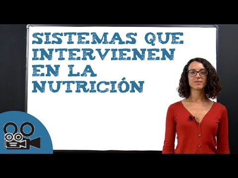 ¿Cuáles son los organos que intervienen en la función de nutrición?
