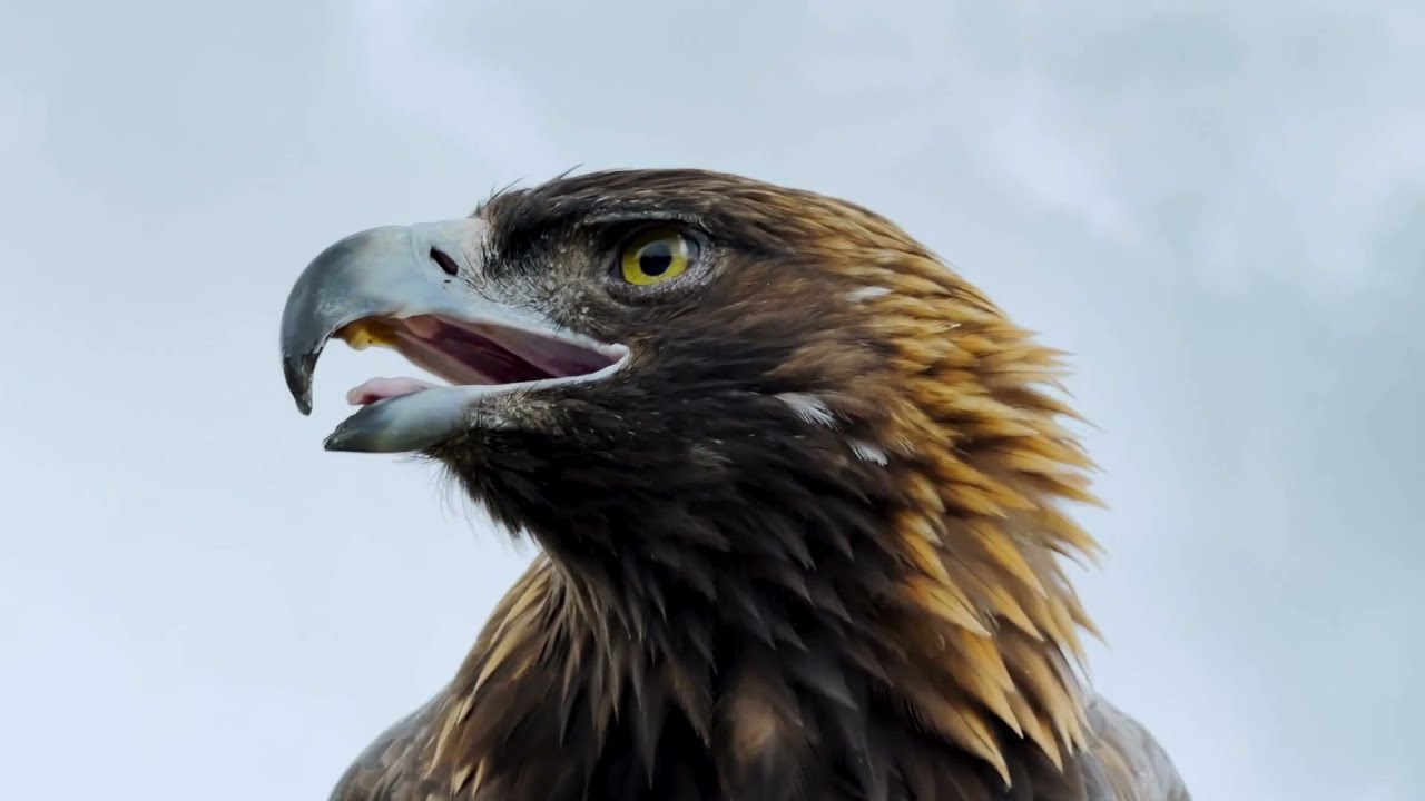 ¿Cuál es el animal más sagrado?