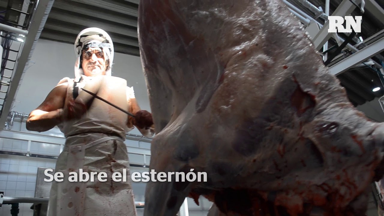 ¿Cómo funciona un matadero de ganado?