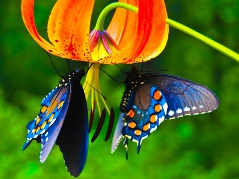 ¿Cuáles son las características de la mariposa?