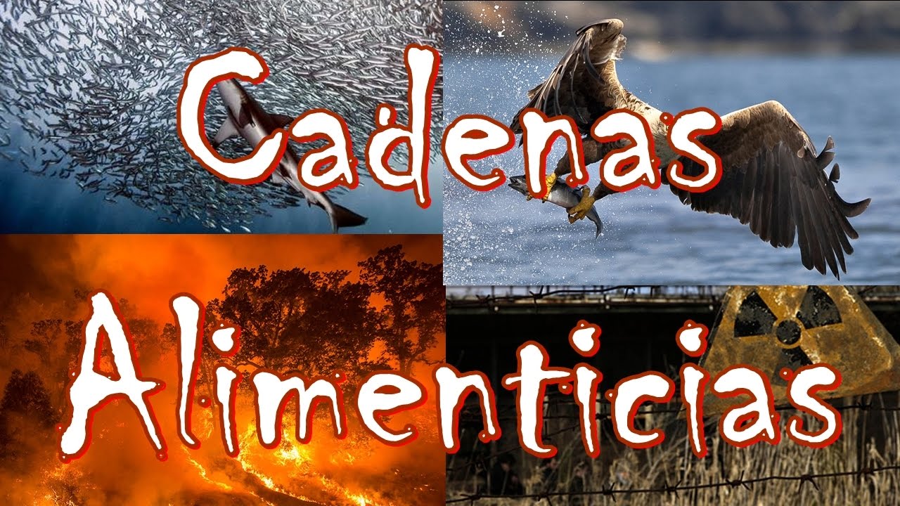 ¿Cómo afectan los seres humanos las redes tróficas?