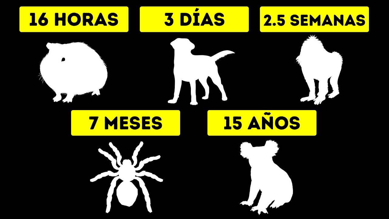 ¿Cuál es el animal que más bebé agua?
