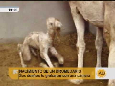 ¿Cómo son los camellos bebés?