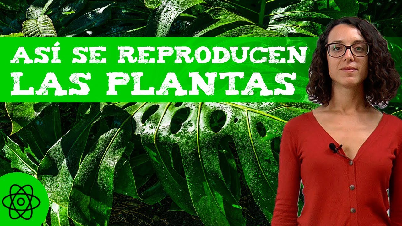 ¿Cómo se reproducen?