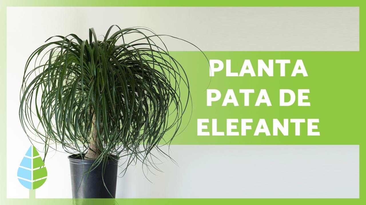 Qual o benefício da pata de elefante?