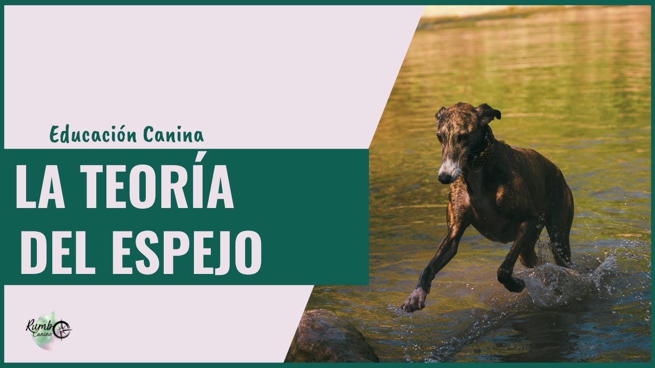 ¿Qué es la teoría espejo?