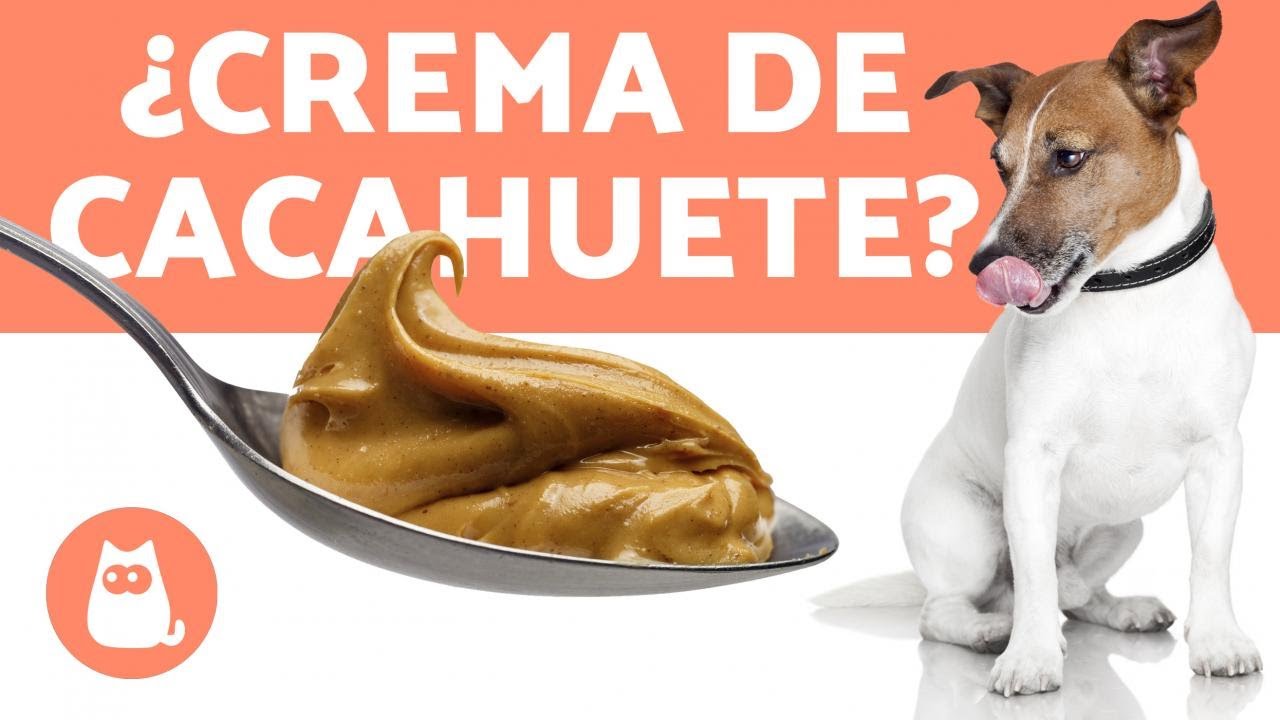 ¿Cuál es el animal q come mani?