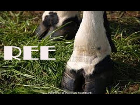 ¿Cómo se llaman los animales de pezuñas partidas?