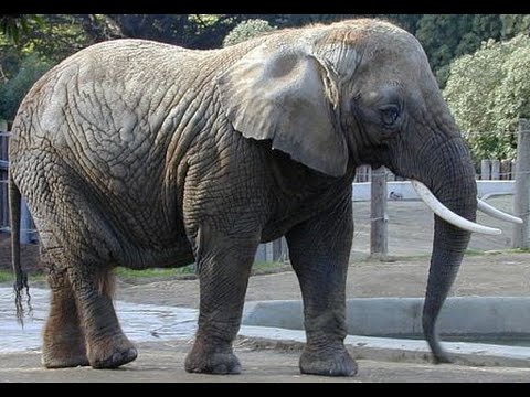 ¿Qué es el elefante ovíparo o vivíparo?