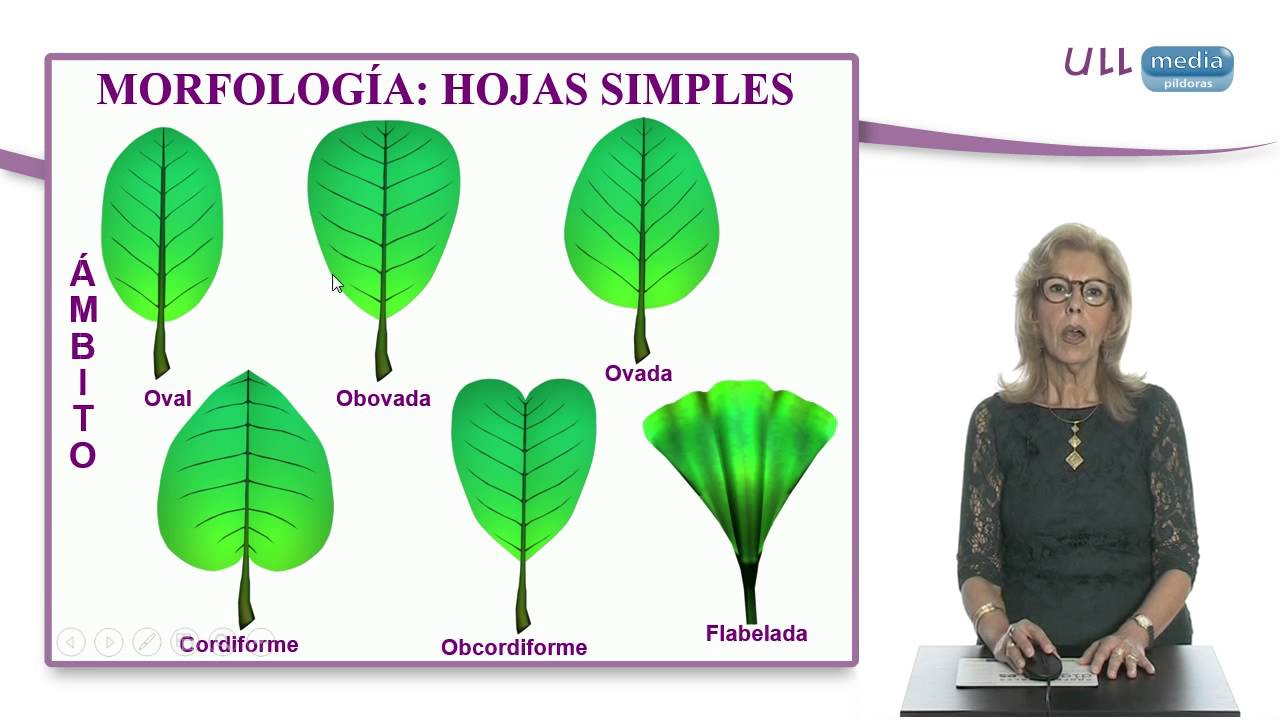 ¿Cómo se llama tallo de la hoja?