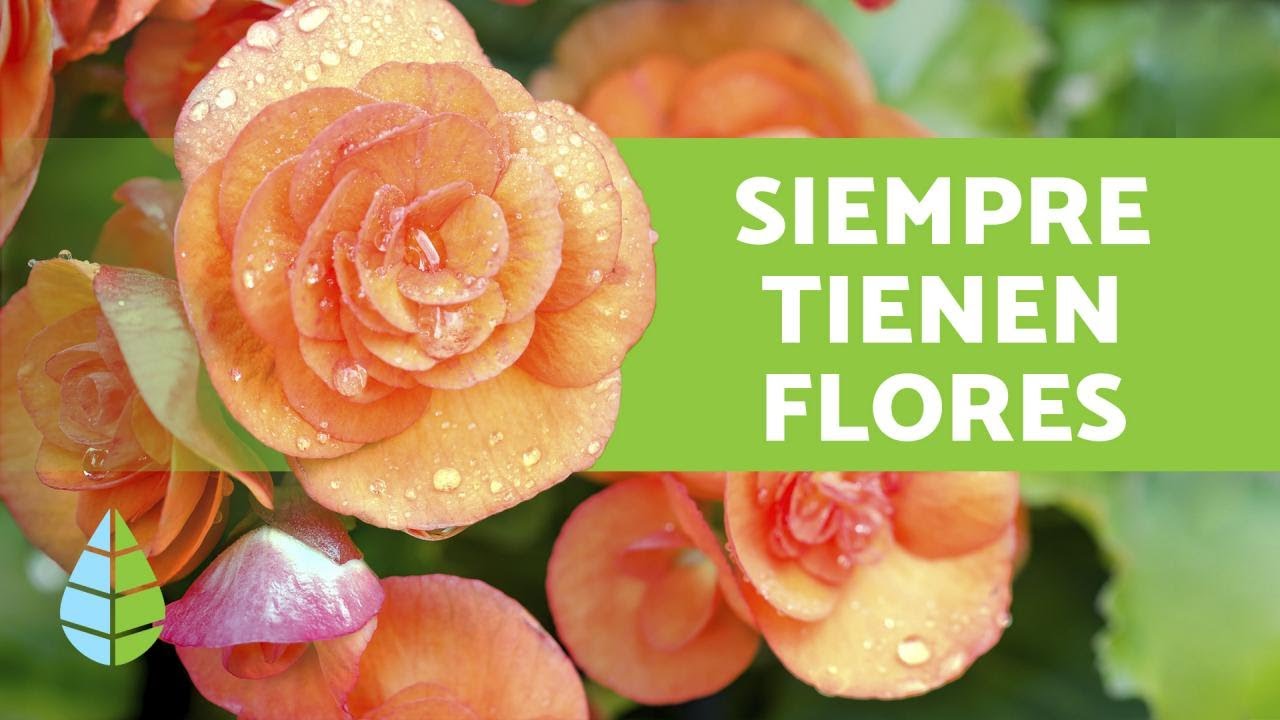 ¿Qué plantas son con flor?