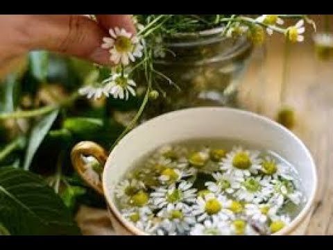 ¿Qué plantas son buenas para la ansiedad?