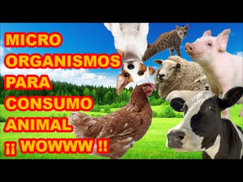 ¿Cuáles son los animales de consumo?