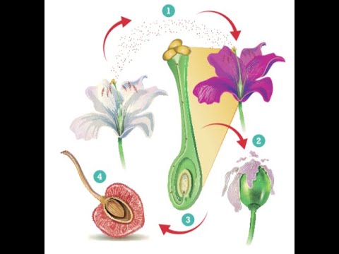 ¿Qué es la formación de la semilla y el fruto?