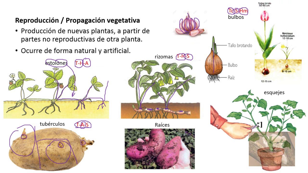 ¿Qué tipo de reproducción?