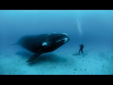 ¿Cómo las ballenas se comunican entre sí?
